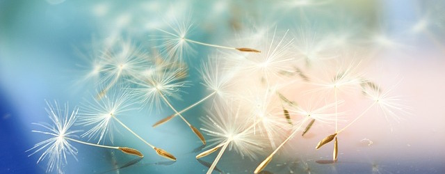 Reinventing Organizations von Frederic Laloux – am Beispiel von&nbsp;momo&ronja