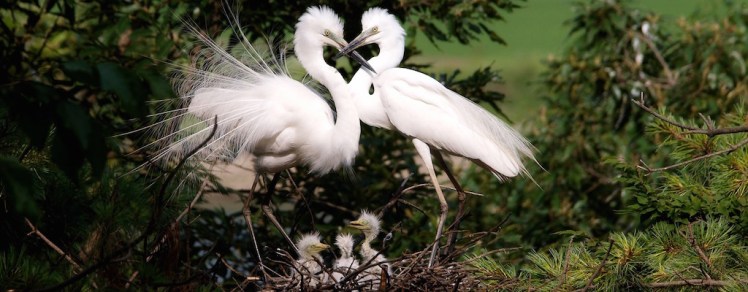 Aufstellungen für den Wandel: Nicht zwei ist&nbsp;Frieden
